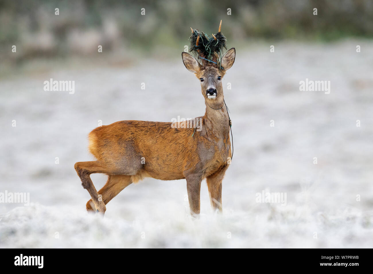Roe deer (Capreolus capreolus) buck with fishing net tangled in antlers, standing in frost covered field. Southern Norway, September. Stock Photo