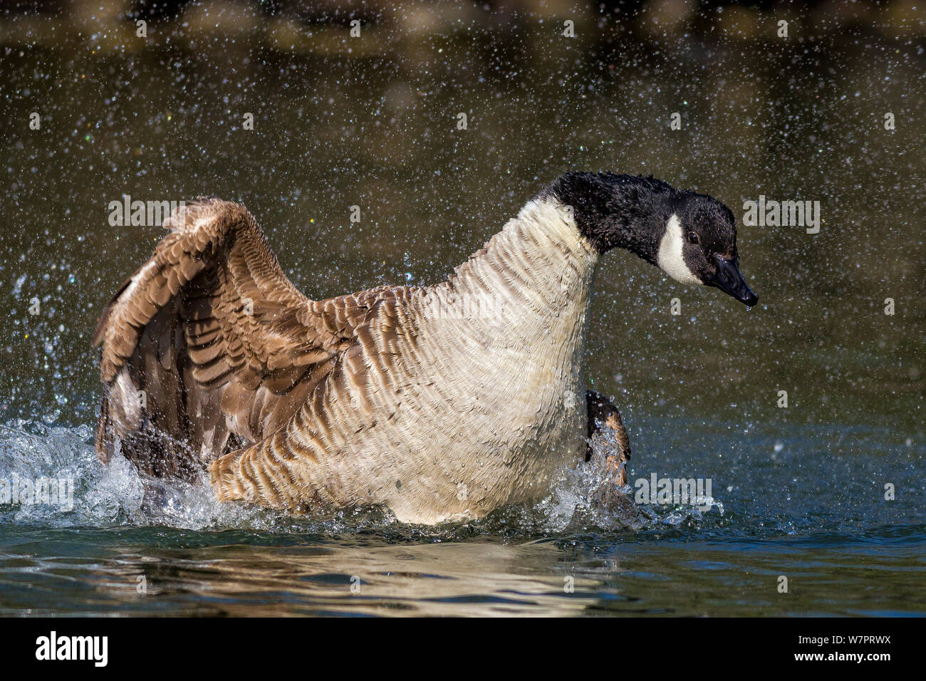 Canada goose (Branta canadensis) bathing. Southern Norway, March. Stock Photo
