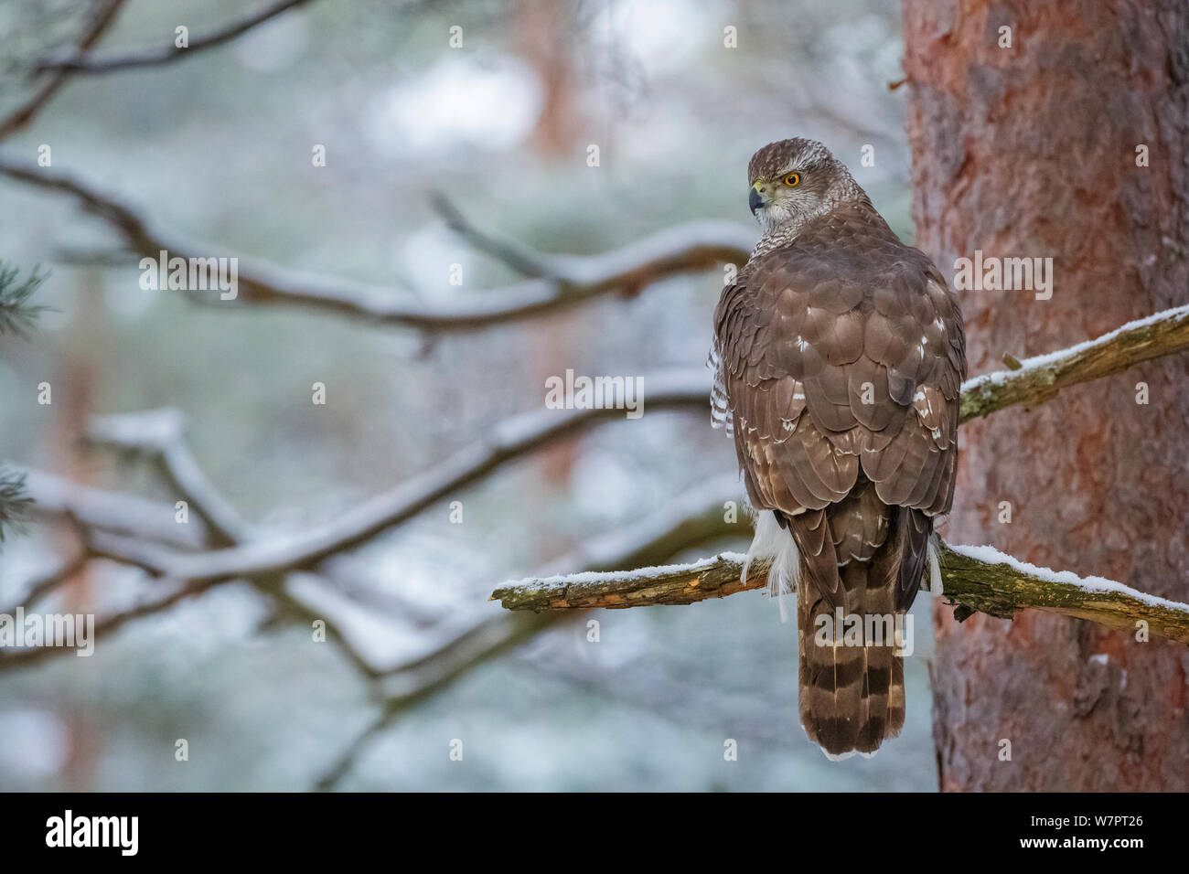 Female goshawk (Accipiter gentilis) perched on branch. Southern Norway, December. Stock Photo