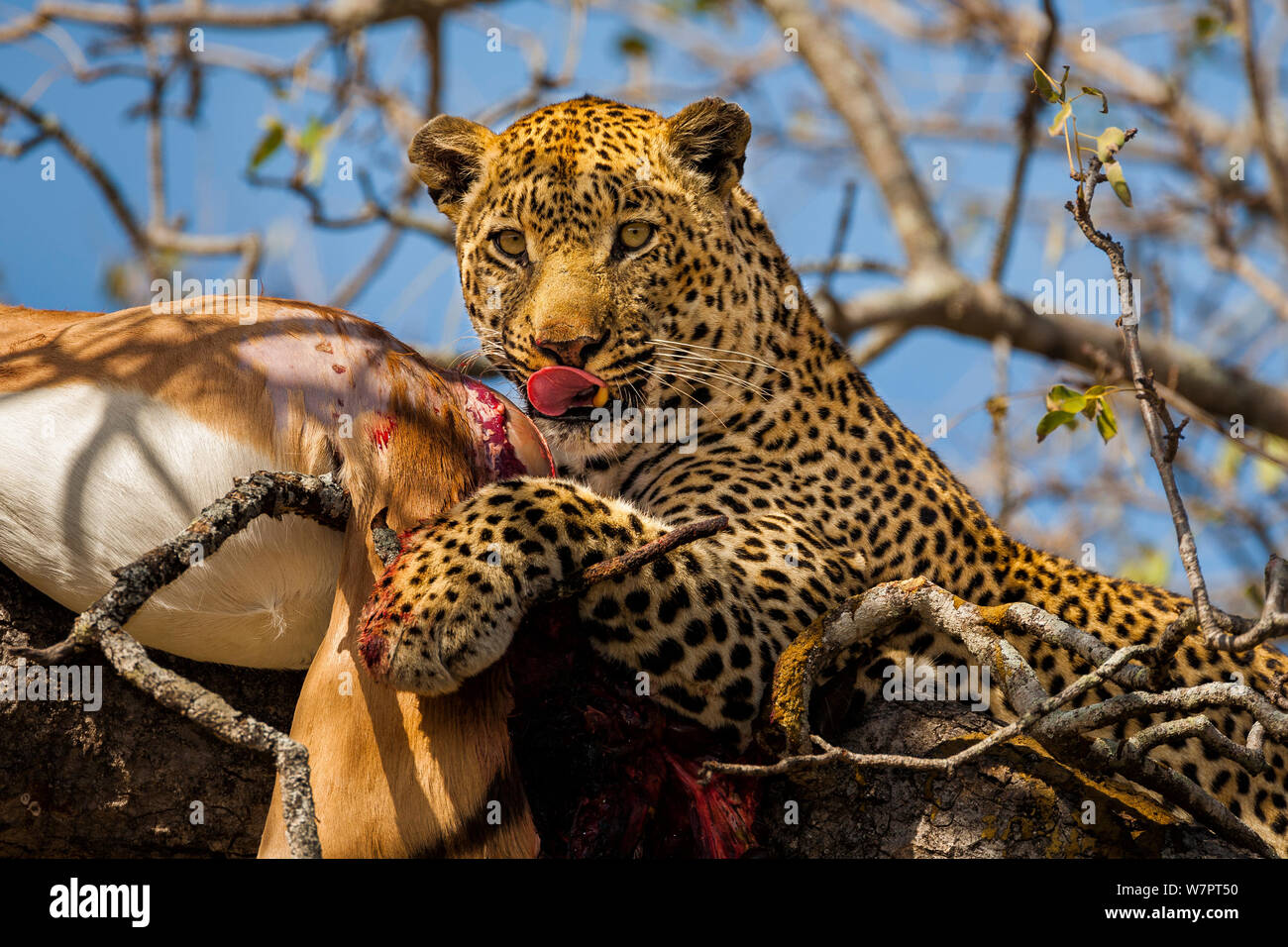 Male African Leopard (Panthera pardus pardus) feeding on kill in tree. Sabi Sands, South Africa, July. Stock Photo