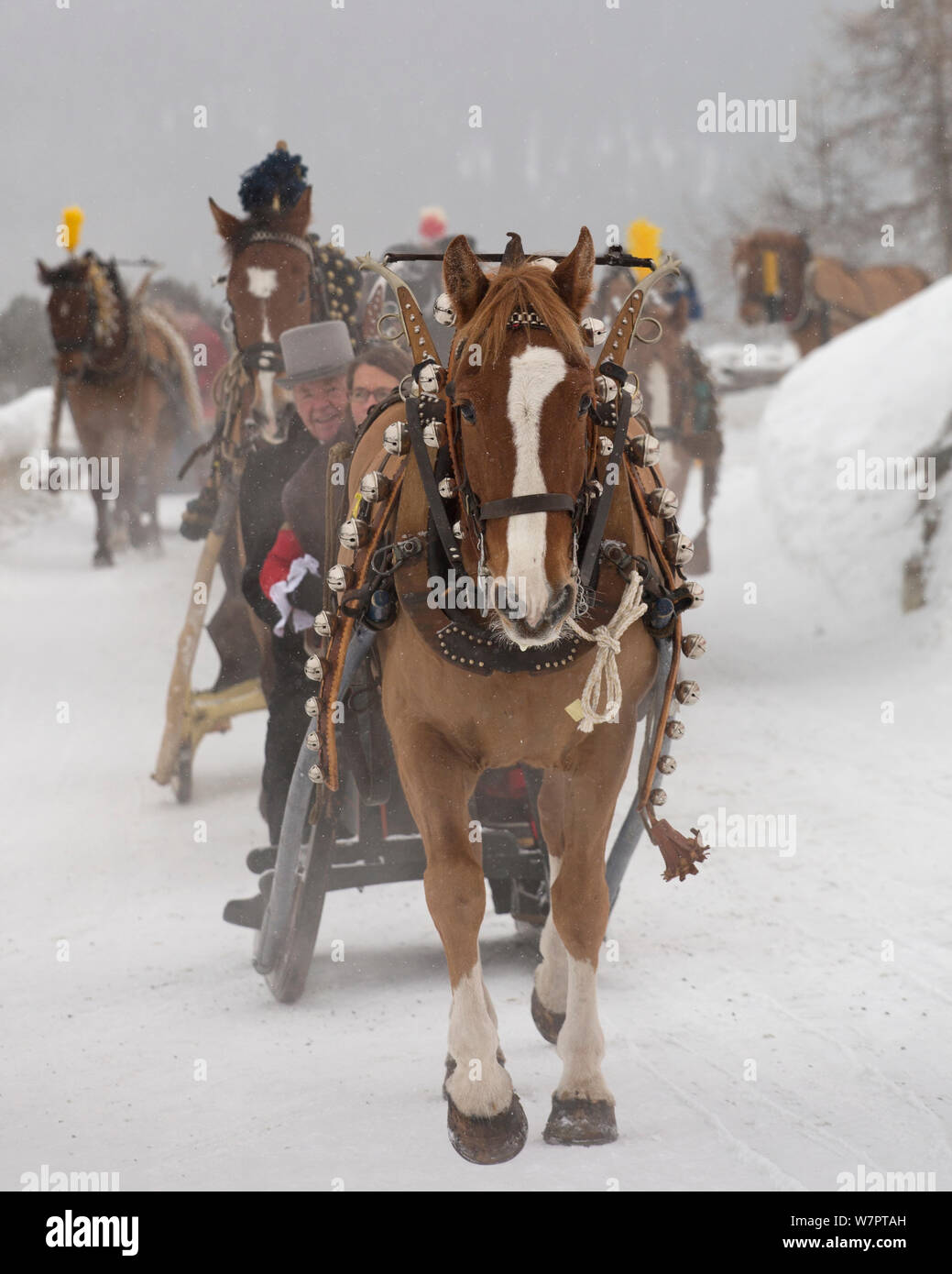 During the annual Schlitteda, an ancient tradition, couples drive their Franches-Montagnes (Freiberger) horse through the Engadin valley, in the Grisons (Graubunden), near Saint Moritz, in Switzerland. January 2013 Stock Photo