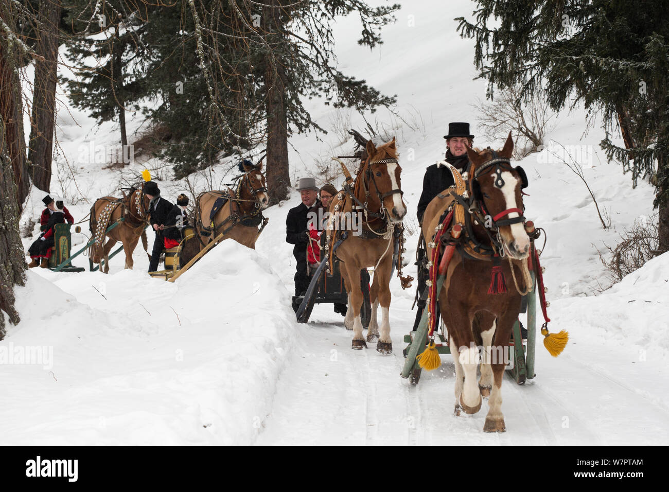 During the annual Schlitteda, an ancient tradition, couples drive their Franches-Montagnes (Freiberger) horse through the Engadin valley, in the Grisons ( Graubunden), near Saint Moritz, in Switzerland. January 2013 Stock Photo