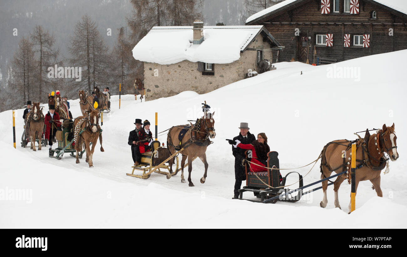 During the annual Schlitteda, an ancient tradition, couples drive their Franches-Montagnes (Freiberger) horse through the Engadin valley, in the Grisons ( Graubunden), near Saint Moritz, in Switzerland. January 2013 Stock Photo