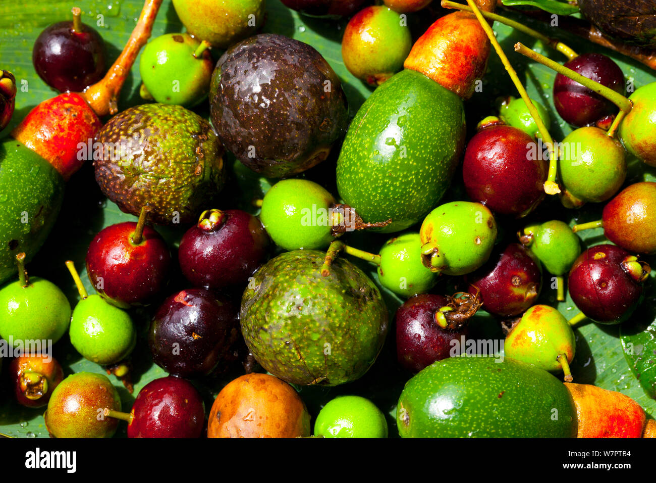 Varitey of fruits including wild avocado from Cloud Forest in Quetzales National Park, Savegre River Valley, Talamanca Range, Costa Rica, Central America Stock Photo