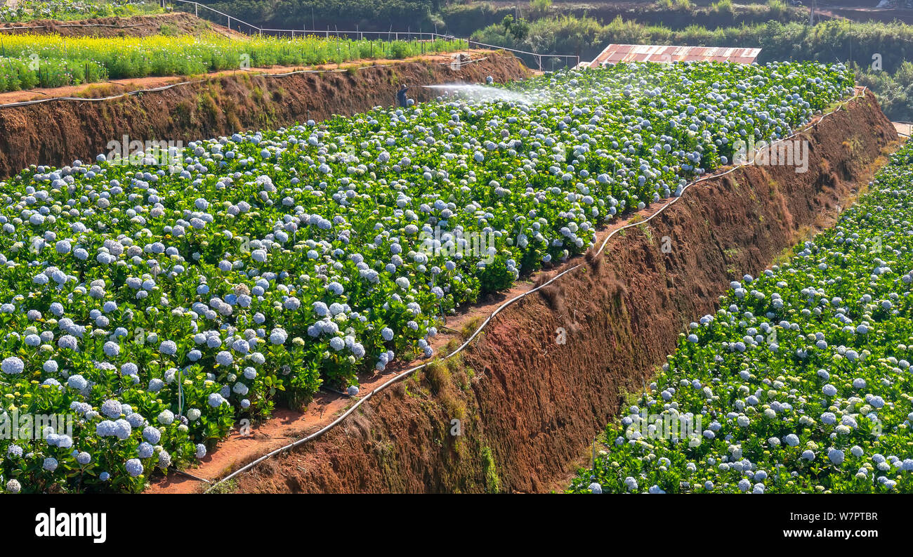 Hydrangea Filed Field hydrangeas with hundreds flowers blooming all hills beautiful ...