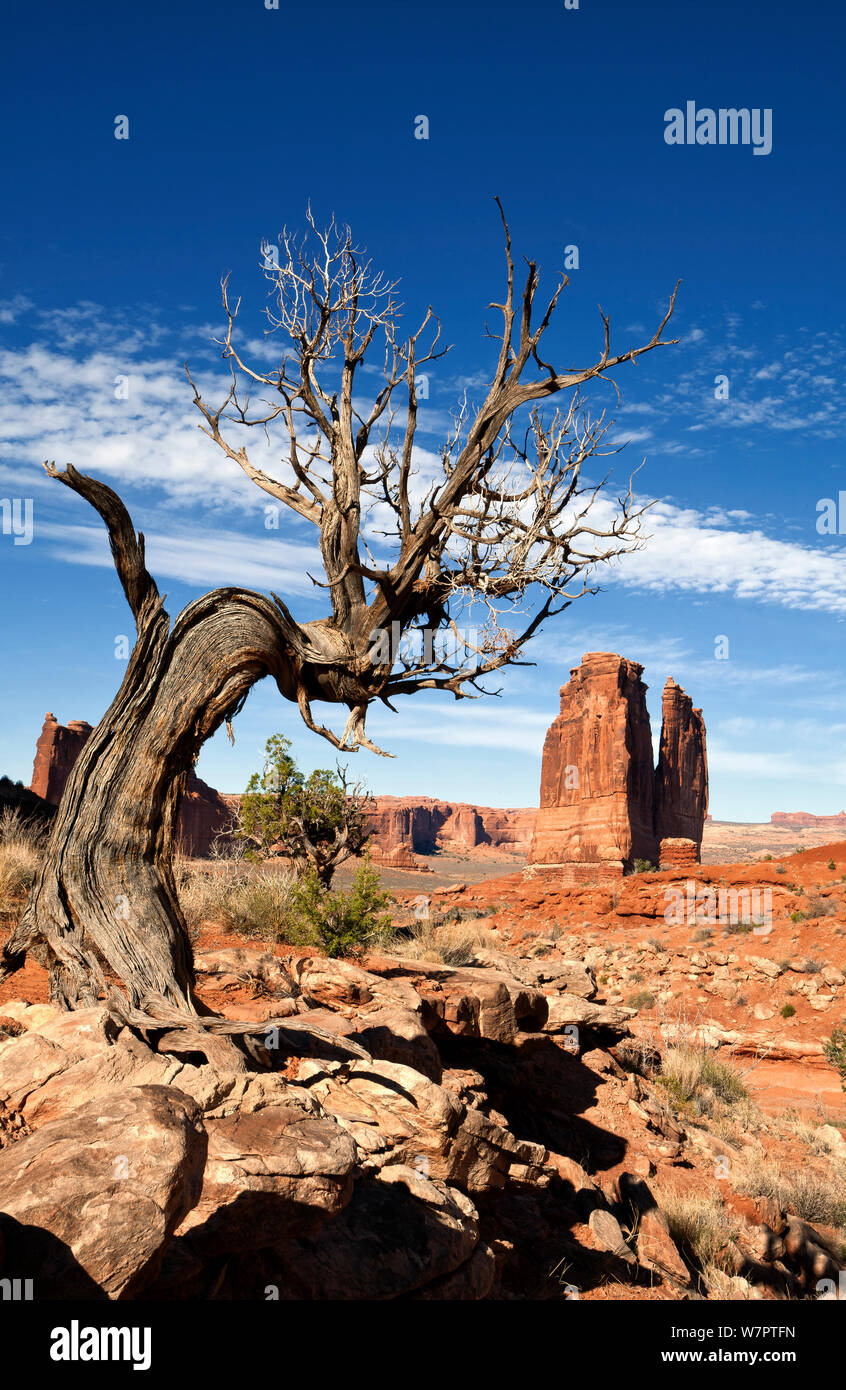 View of 'The Organ' rock formation from the Park Avenue Trail. Arches National Park, Utah, October 2012. Stock Photo