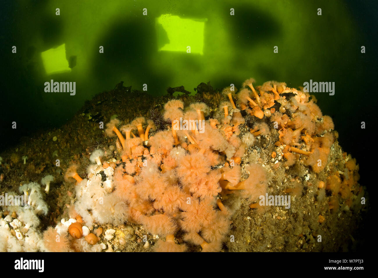 Plumose sea anemones (Metridium senile) under ice with cut breathing holes visible above, Arctic circle Dive Center, White Sea, Karelia, northern Russia Stock Photo