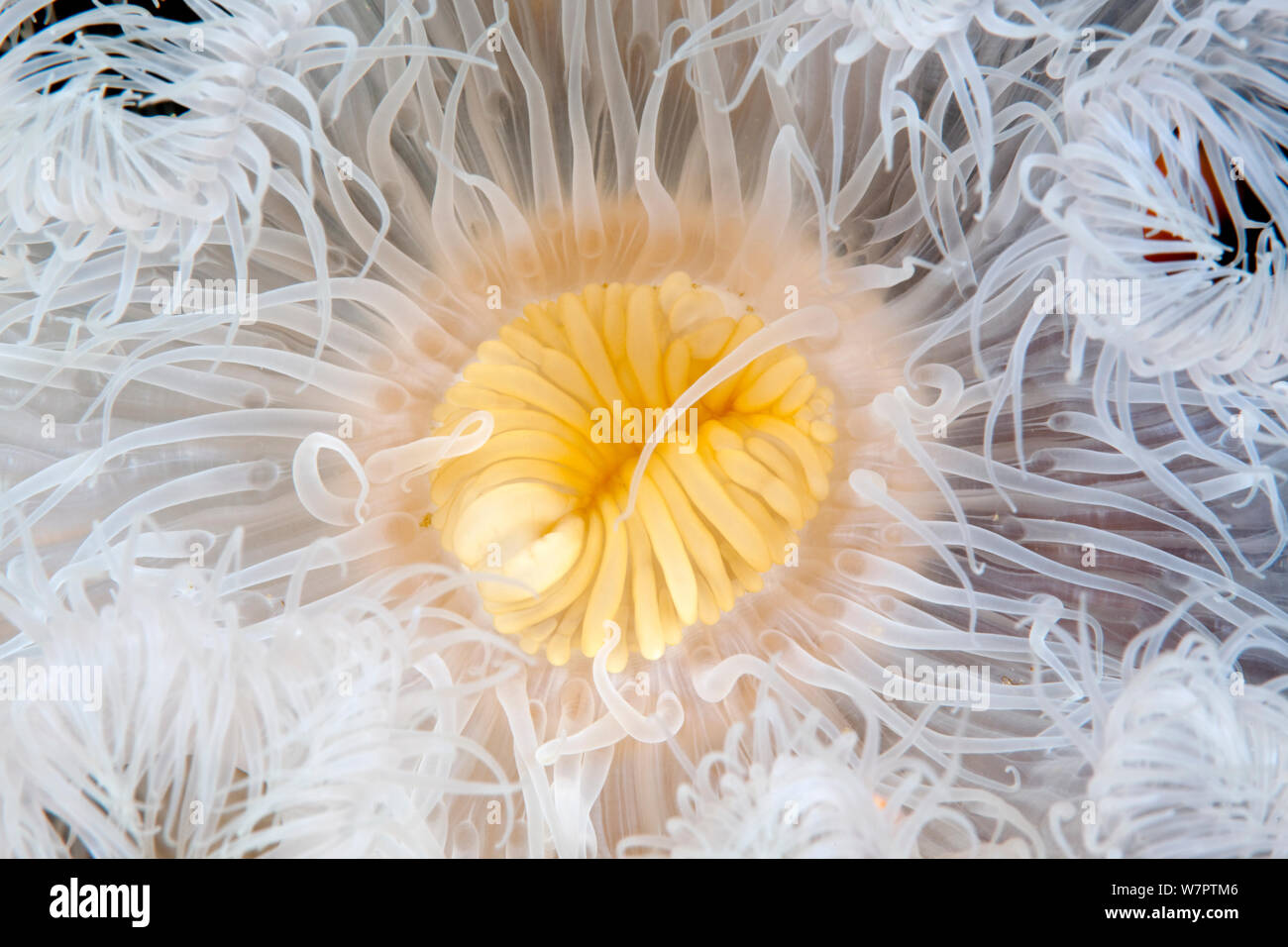 Plumose sea anemone (Metridium senile) mouth detail, Arctic circle Dive Center, White Sea, Karelia, northern Russia Stock Photo