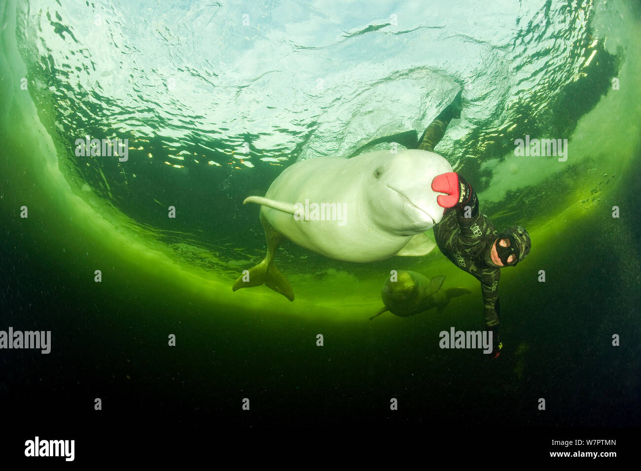 Free Diver With Beluga Whales Delphinapterus Leucas Swimming Under Ice Arctic Circle Dive