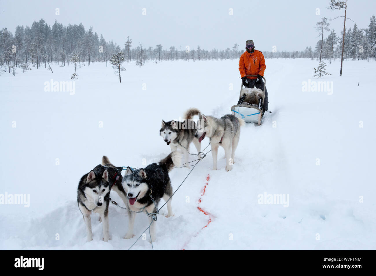 Siberian Husky dogs pulling sled inside Riisitunturi National Park, Lapland, Finland Stock Photo