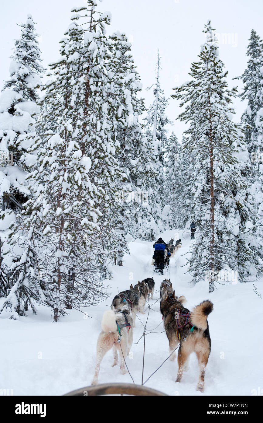 Siberian Husky dogs pulling sled through forest inside Riisitunturi ...
