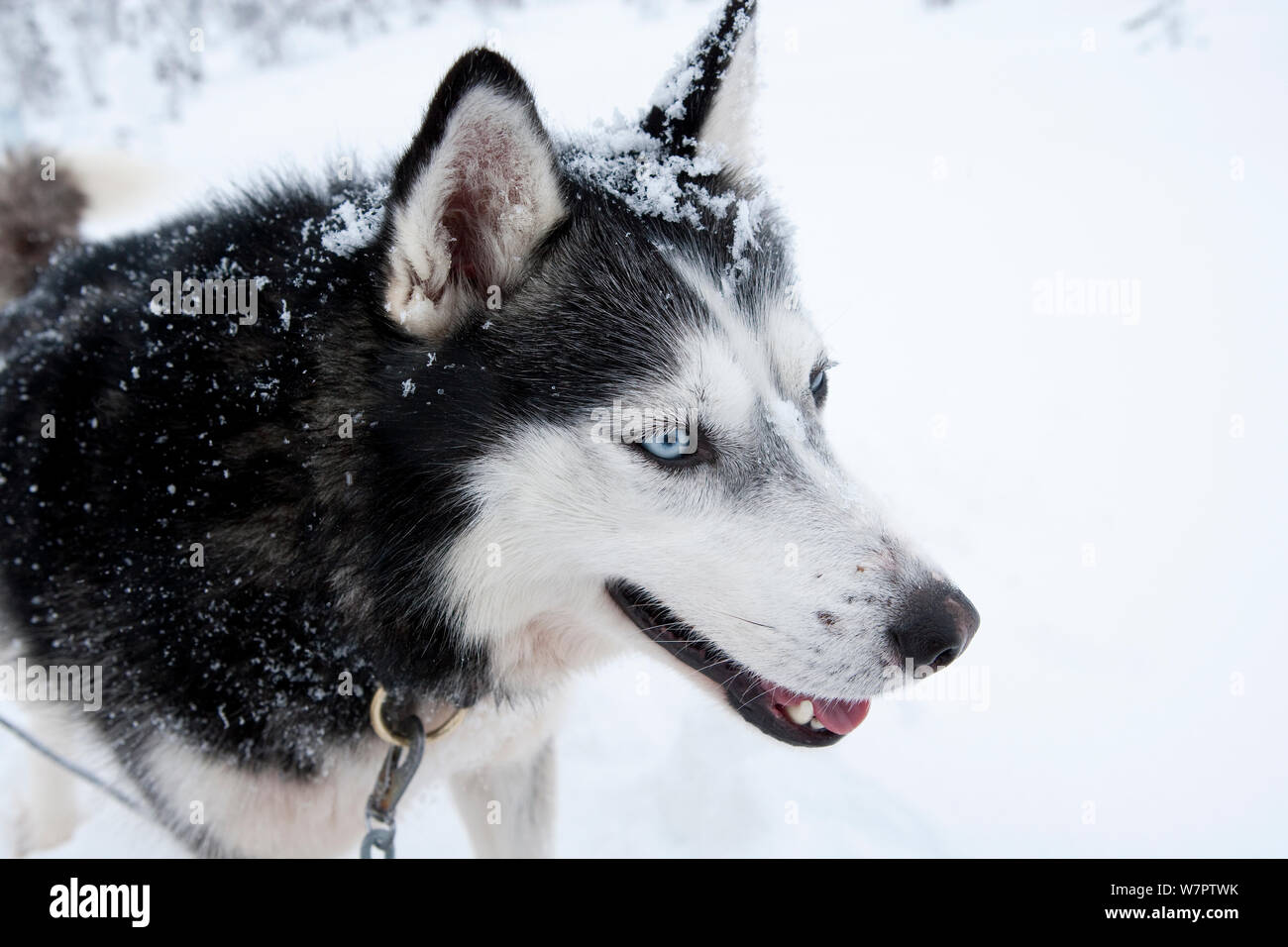 Siberian Husky dog used as sled dogs inside Riisitunturi National Park