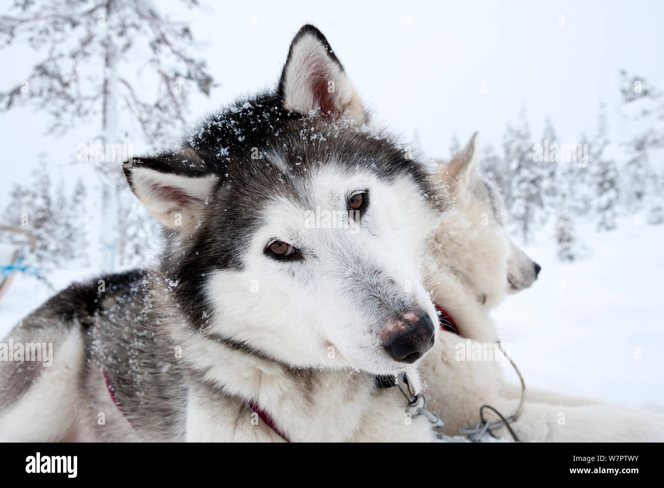 Siberian Husky dog used fas sled dog inside Riisitunturi National Park ...