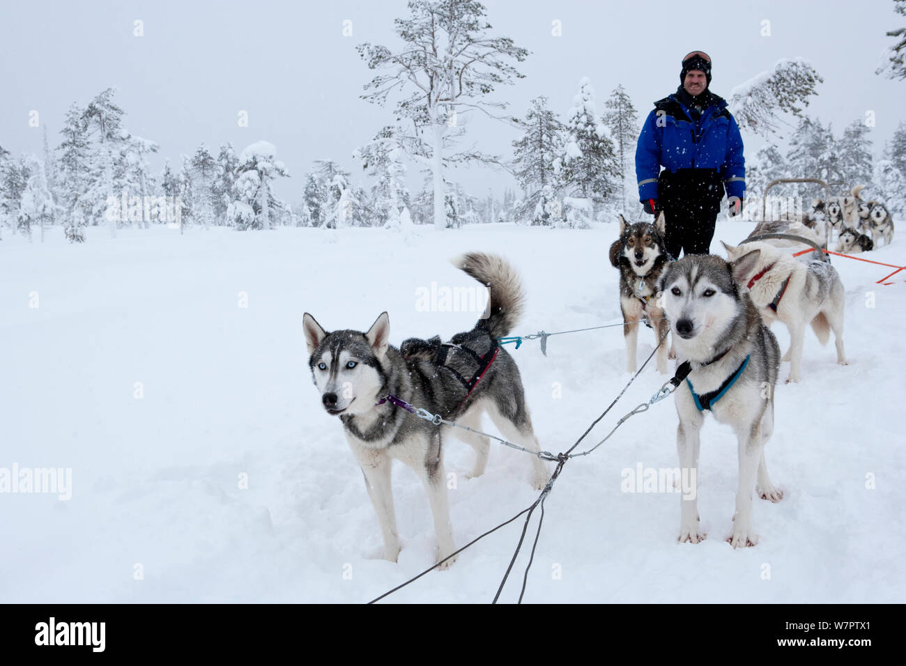 Used dog cheap sled