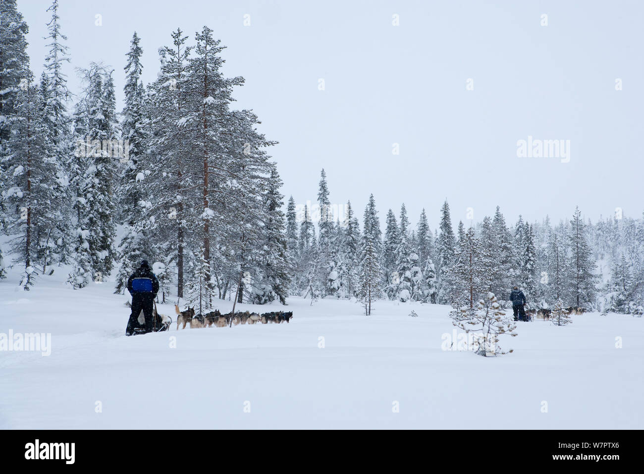 Dog-sledding with Siberian Husky dogs inside Riisitunturi National Park, Lapland, Finland Stock Photo
