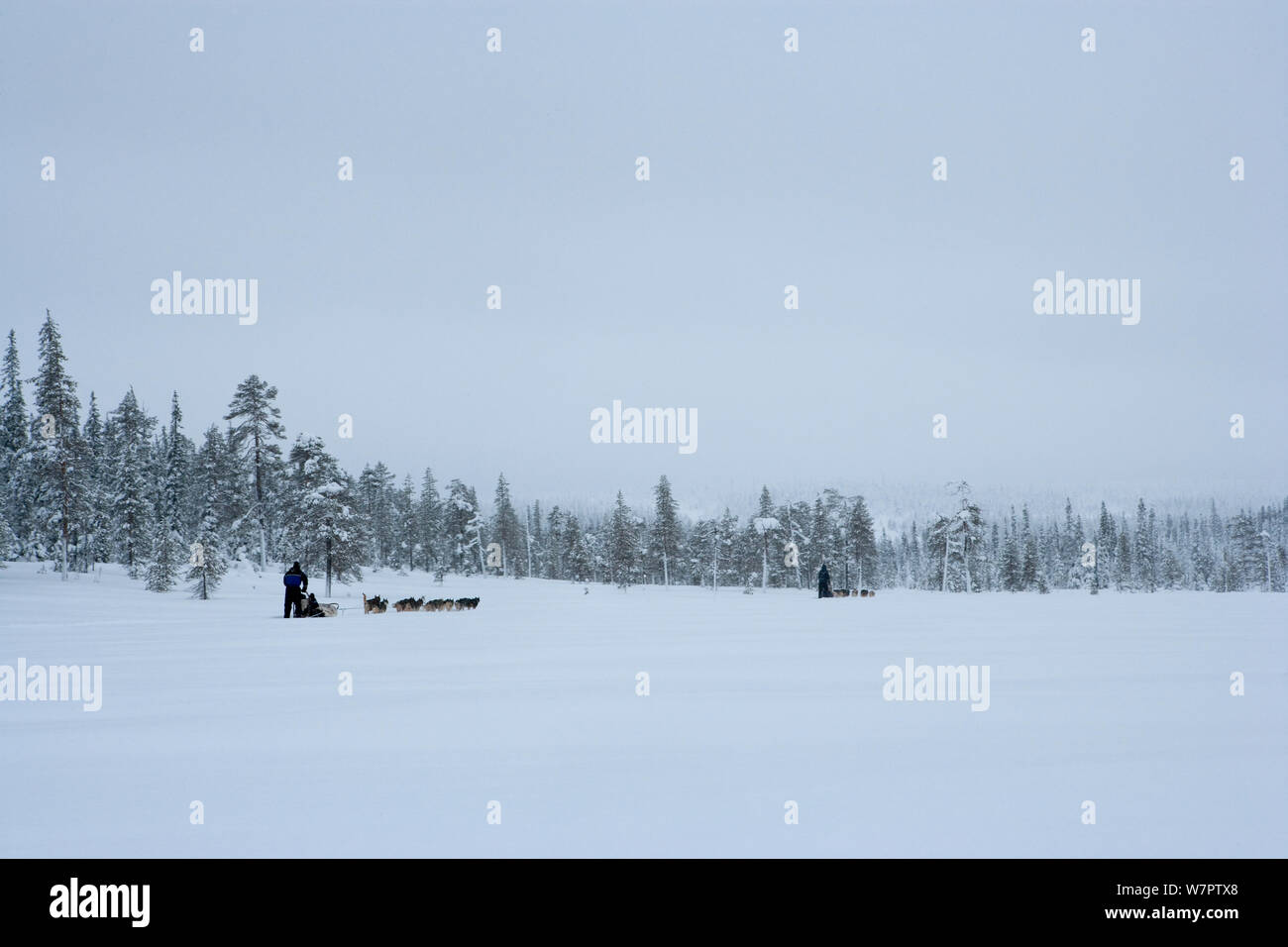 Dog-sledding with Siberian Husky dogs inside Riisitunturi National Park, Lapland, Finland Stock Photo