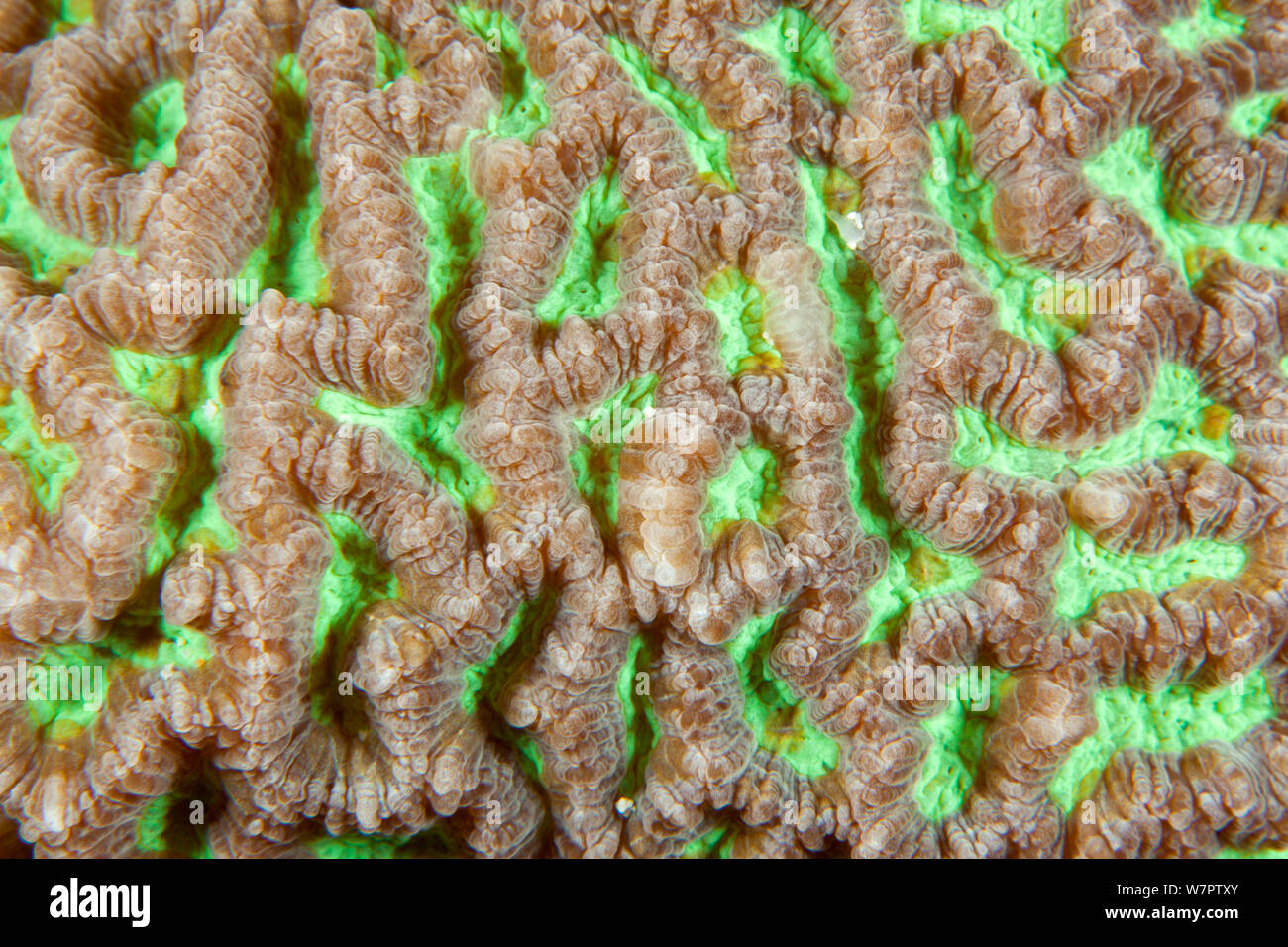 Close up detail of Brain coral (Diploria genus) Maldives, Indian Ocean