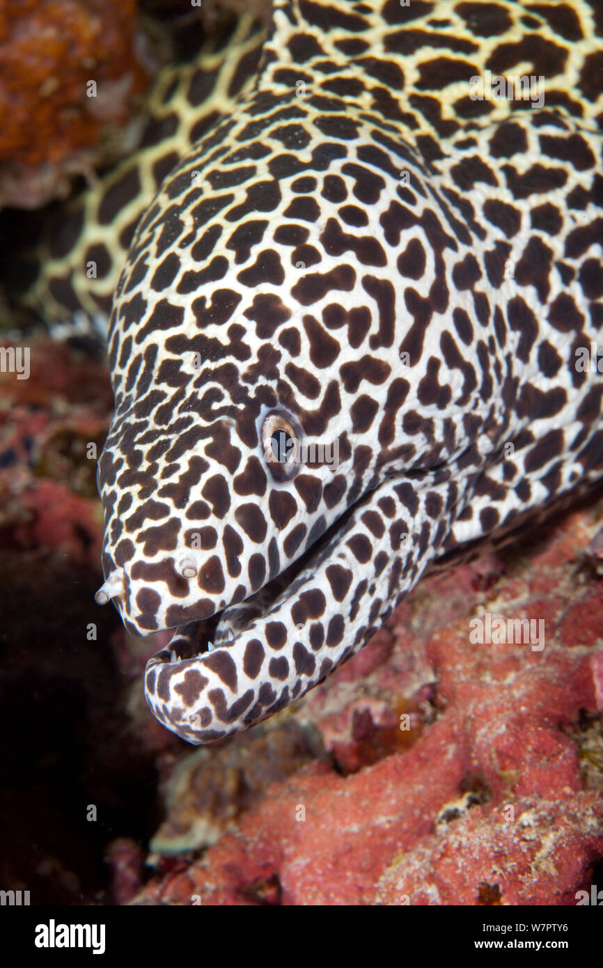 Honeycomb moray eel (Gymnothorax favagineus) head profile, Maldives, Indian Ocean Stock Photo