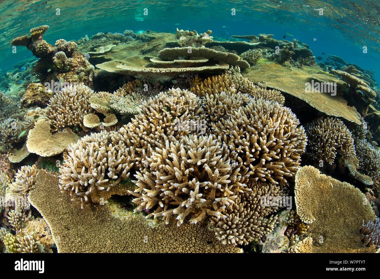Reef covered with various (Acropora) hard corals including Table top coral  (Acropora hyacinthus) as well as (Acropora robusta), Maldives, Indian Ocean  Stock Photo - Alamy