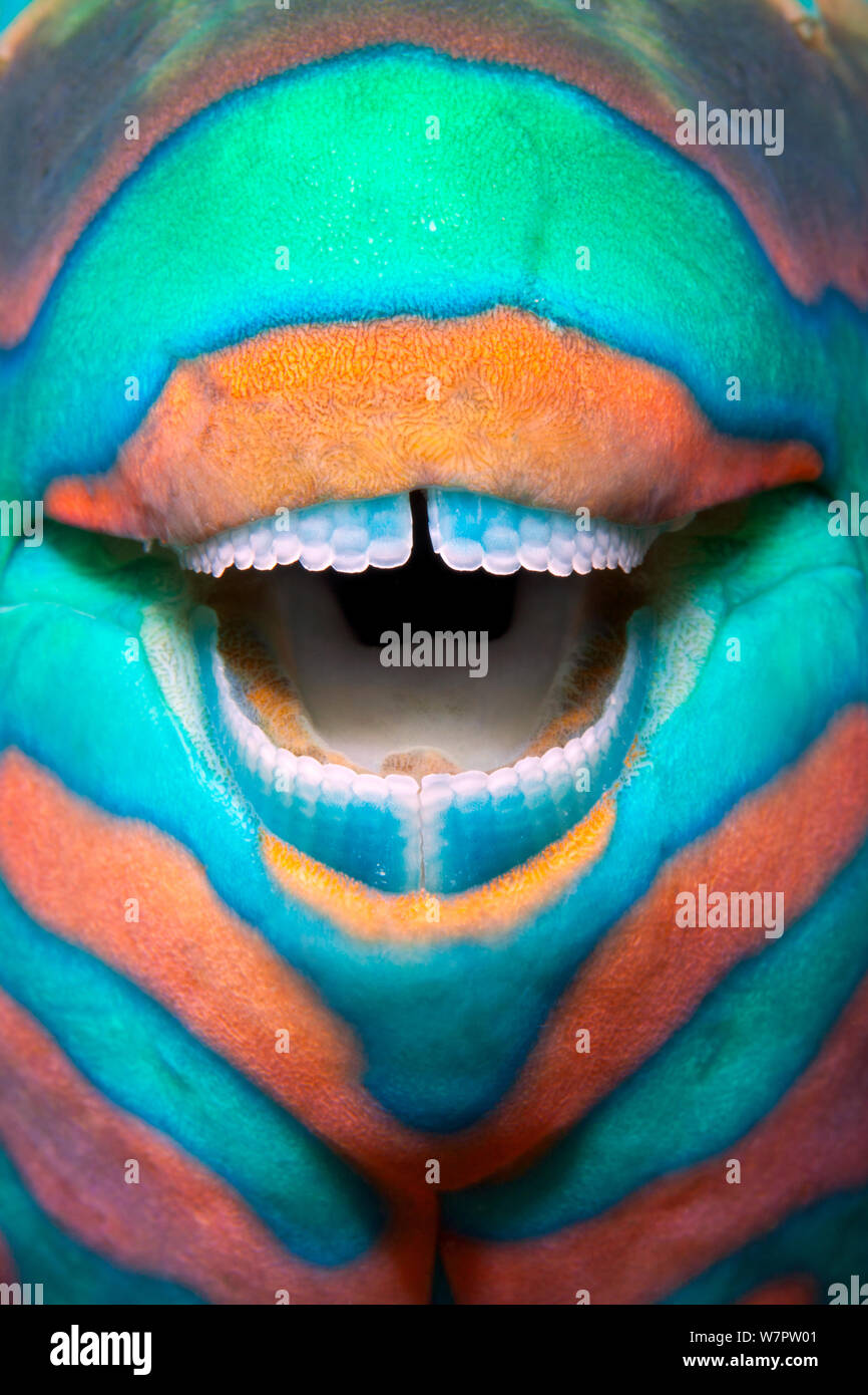 Bridled parrotfish (Scarus frenatus) clownish grin reveals its power tools: grinding teeth used to scrape algae from rock, Maldives, Indian Ocean Stock Photo
