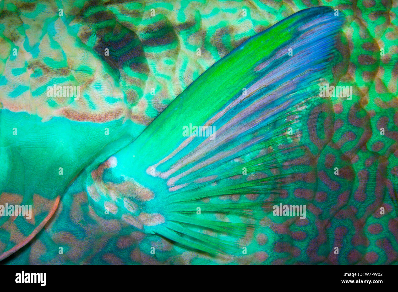 Pectoral fin of Bridled parrotfish (Scarus frenatus), Maldives, Indian Ocean Stock Photo