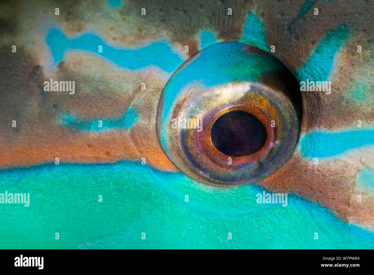 Eye of Bridled parrotfish (Scarus frenatus), Maldives, Indian Ocean Stock Photo