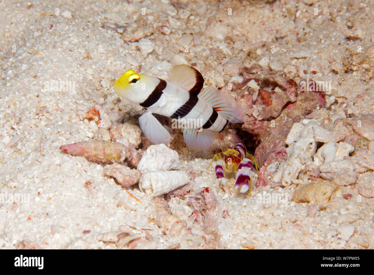 Striped / Yellownose goby (Stonogobiops xanthorhinica) with alpheid shrimp (Alpheus randalli) sharing burrow, Maldives, Indian Ocean Stock Photo