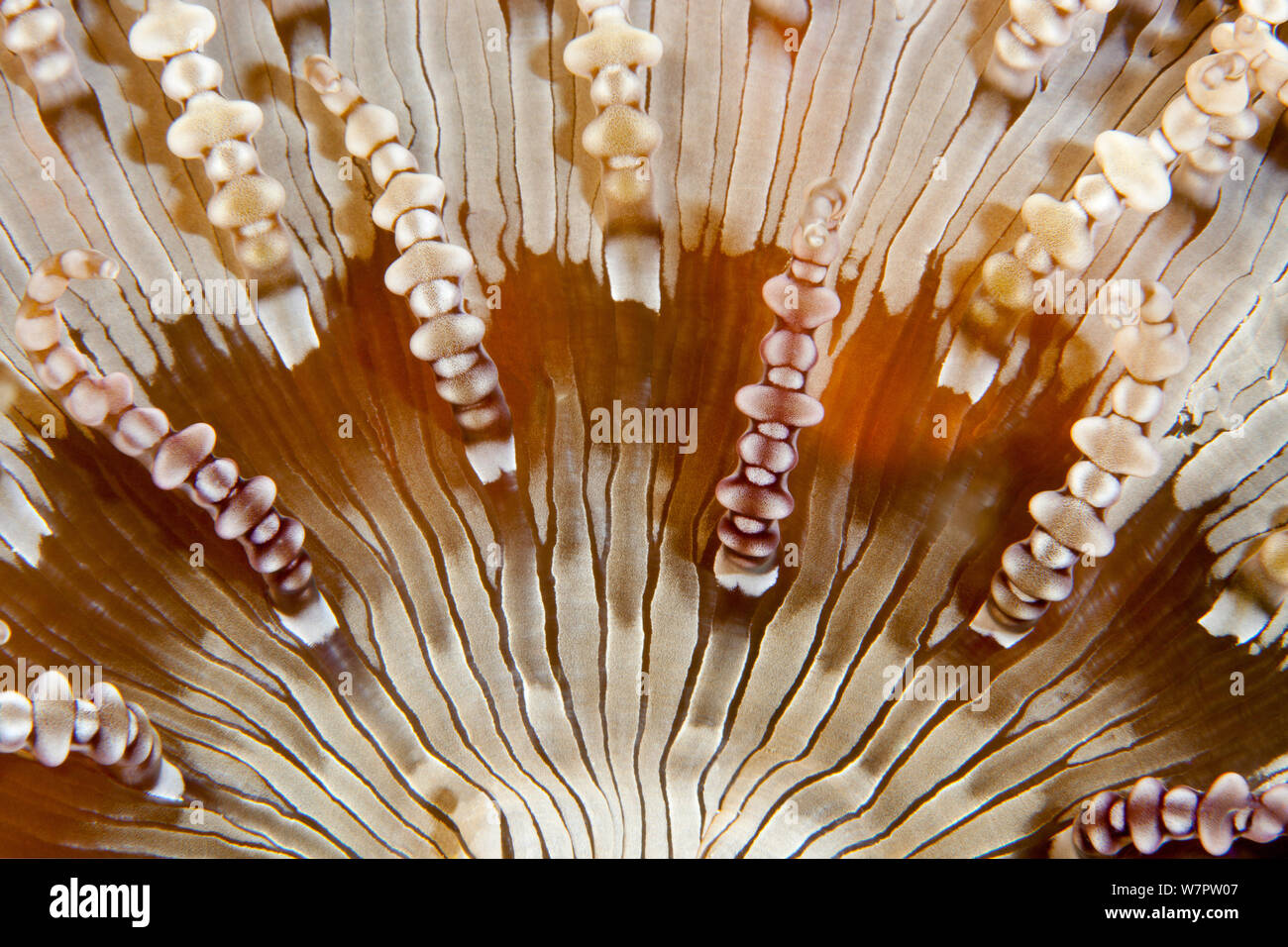 Beaded Sea anemone (Heteractis aurora) close up detail, Maldives, Indian Ocean Stock Photo
