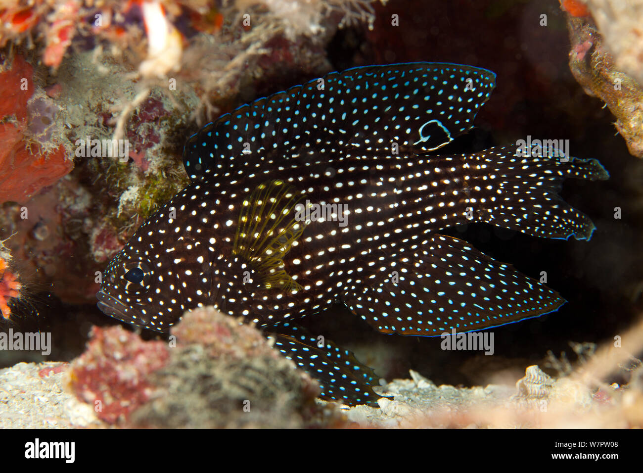 Comet longfin (Calloplesiops altivelis), Maldives, Indian Ocean Stock Photo