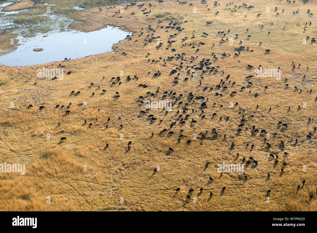 Herd of Cape buffalos (Syncerus caffer caffer) aerial view, Okavango delta, Botswana, July 2008 Stock Photo