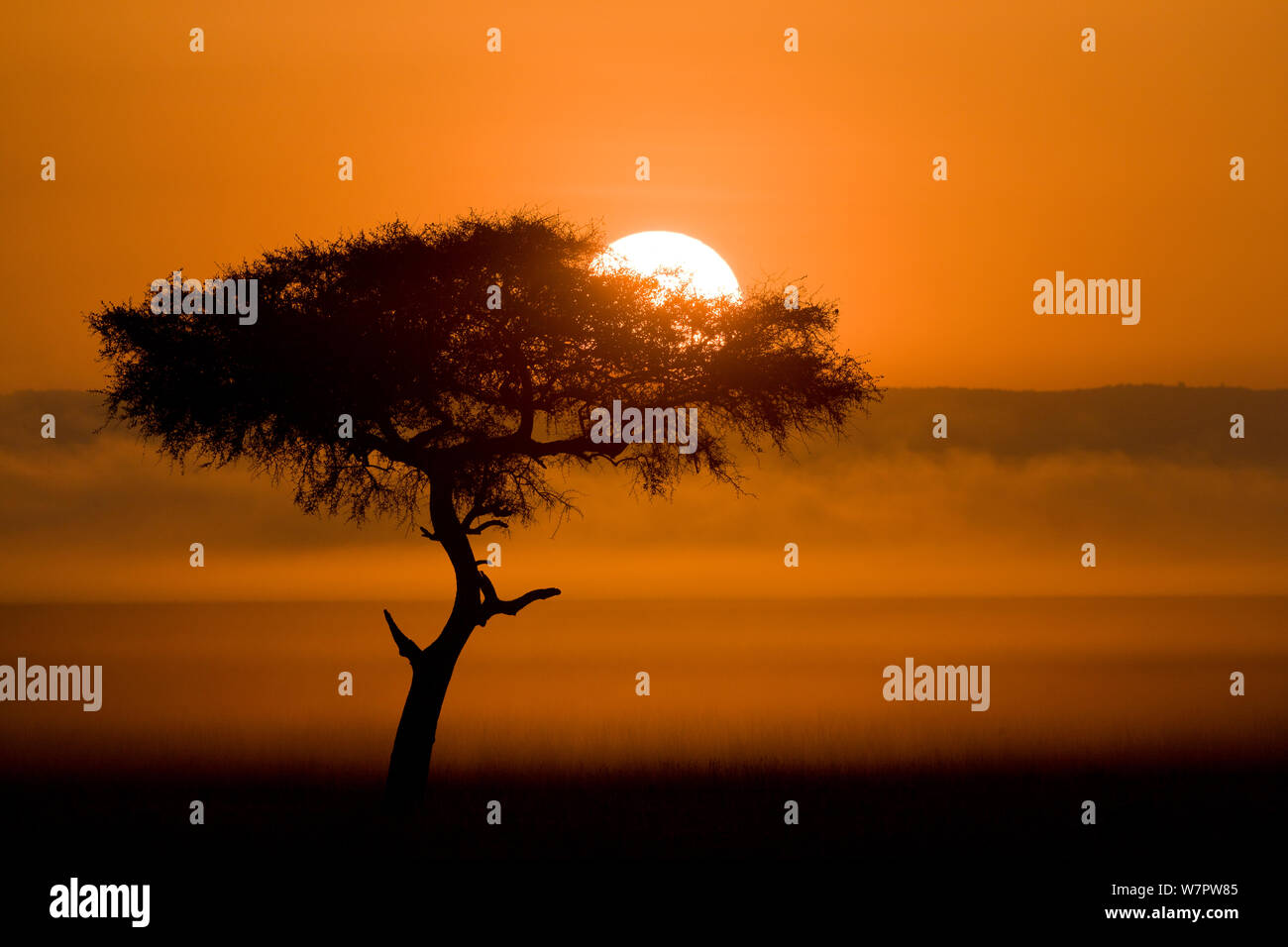 Sunrise and mist over Masai-Mara game reserve, Kenya Stock Photo