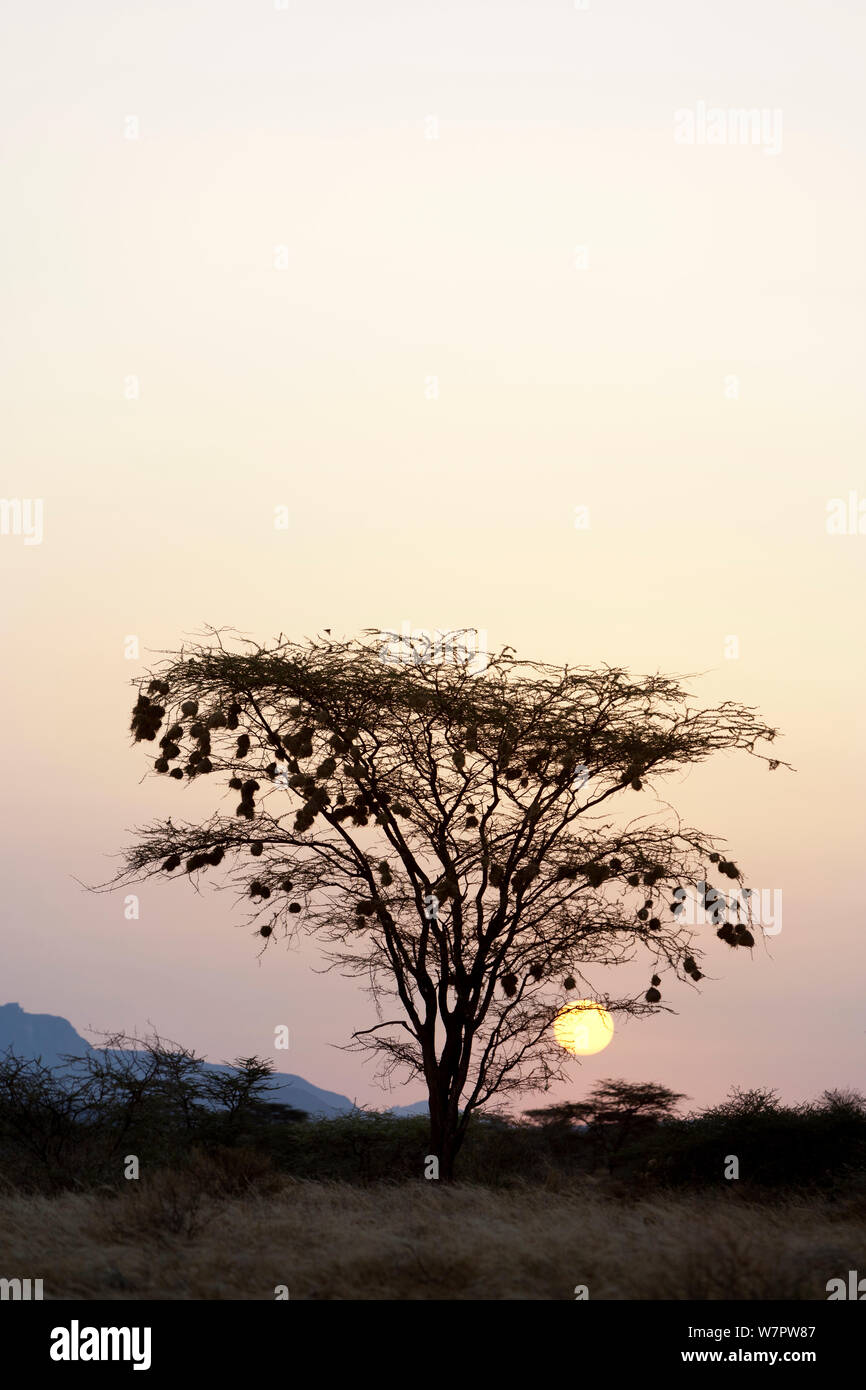 Weavers' nests on an acacia tree. at sunrise, Samburu game reserve, Kenya Stock Photo