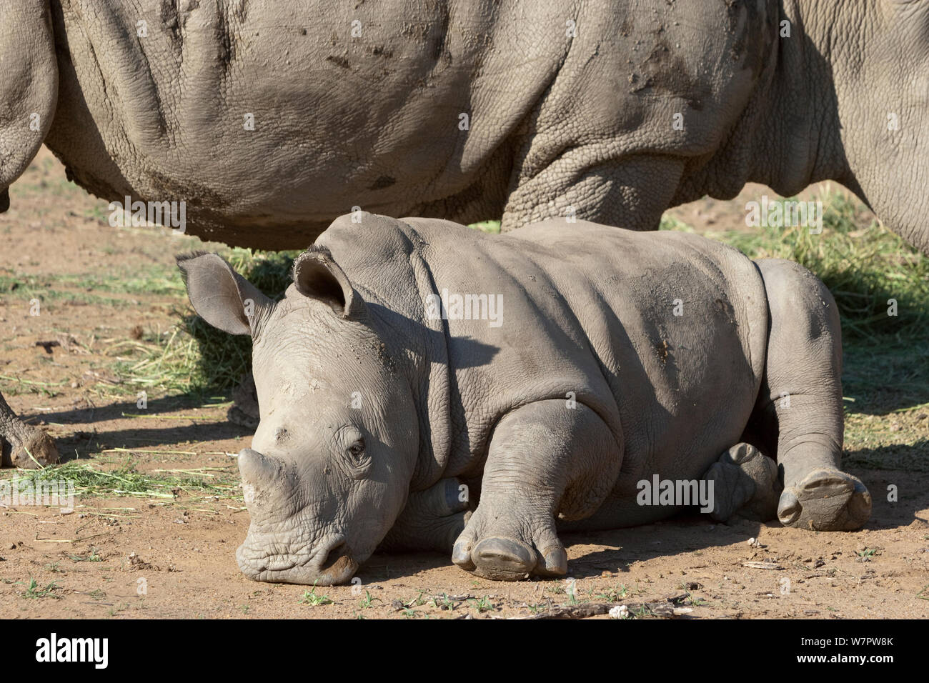 White rhino (Ceratotherium simum) calf resting, game farm, Namibia Stock Photo