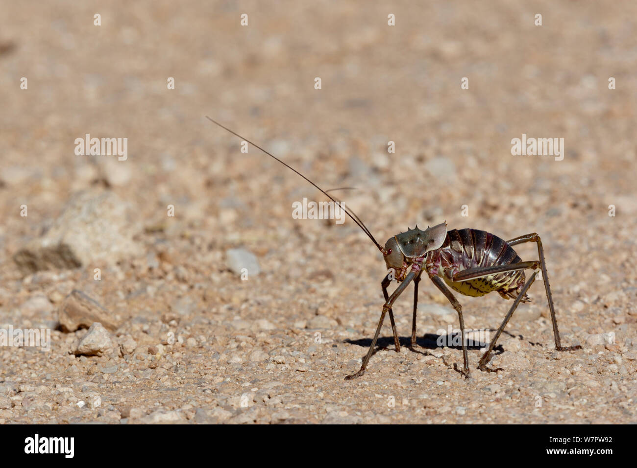 Long-horned grasshopper (Ephippiger sp) on ground, Namibia Stock Photo