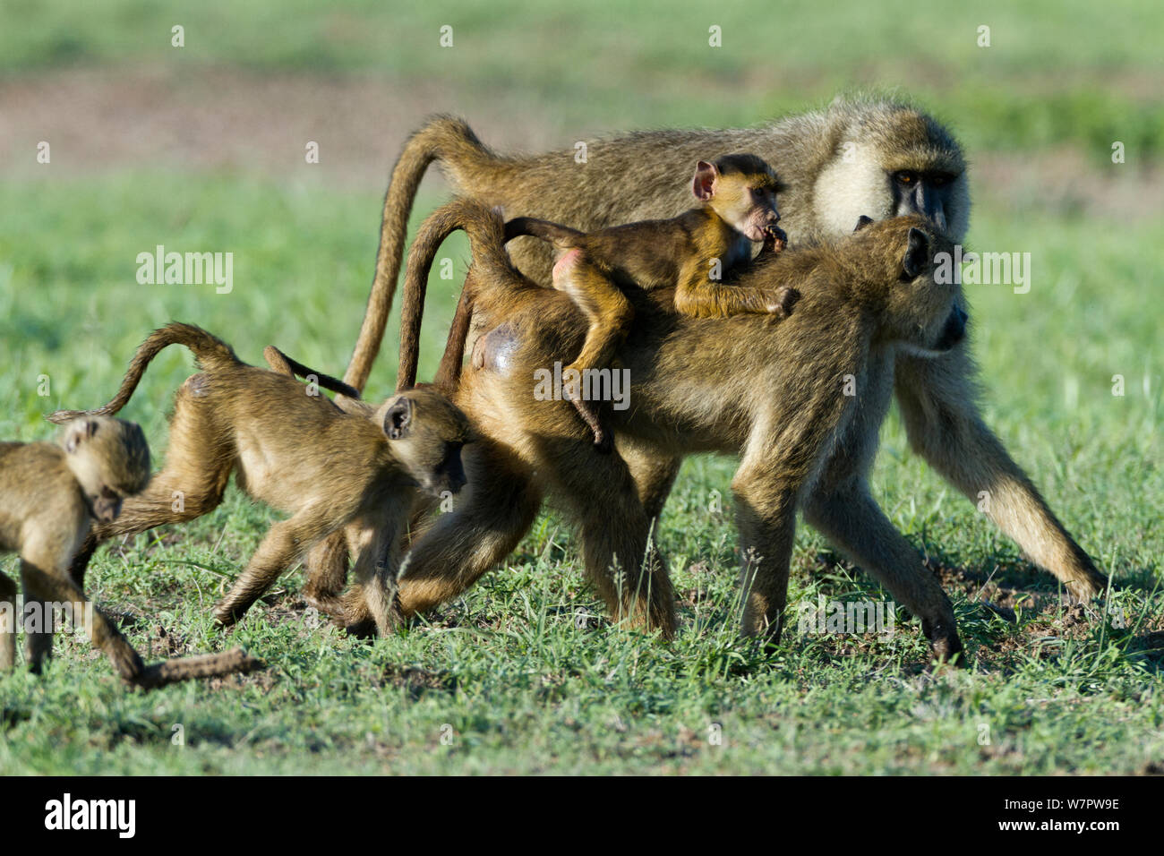 Yellow baboon (Papio hamadryas cynocephalus) mother carrying its baby in the middle of a group, Amsoseli National Park, Kenya Stock Photo