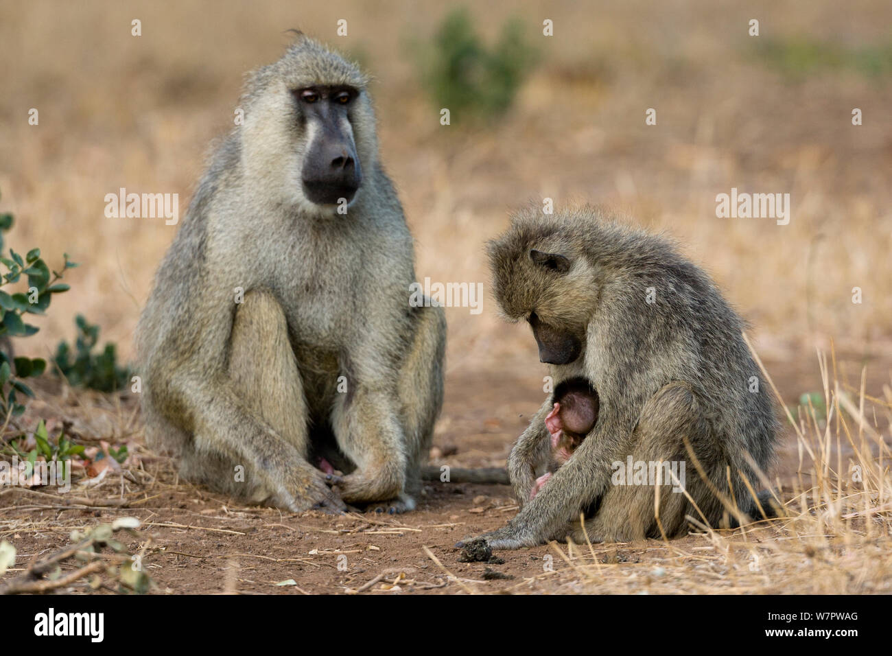 yellow baboon (Papio hamadryas cynocephalus) male looking at a mother and its baby, Tsavo East National Park, Kenya Stock Photo