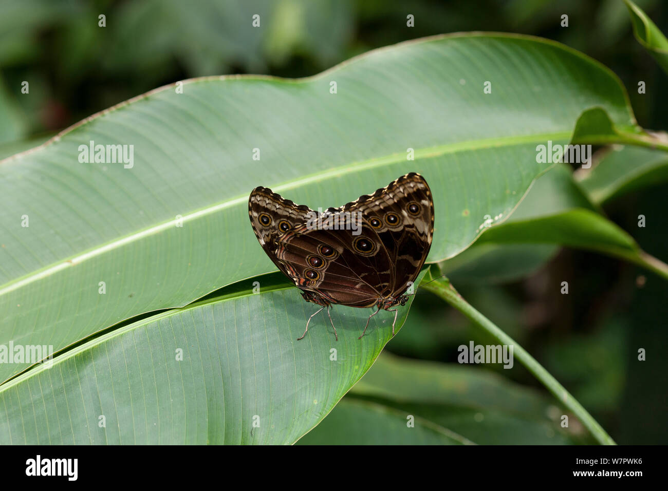 Common morpho butterflies (Morpho peleides) mating? on leaf, Costa rica, Central America Stock Photo