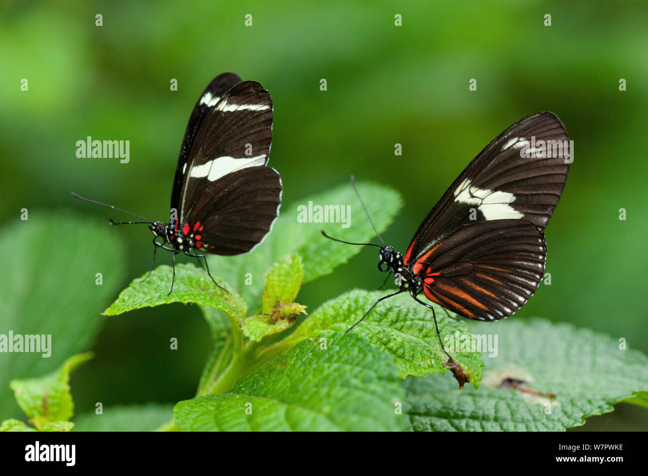 Sara Longwing Butterflies (Heliconius sara) with wings closed, Hacienda Baru, Costa Rica Stock Photo