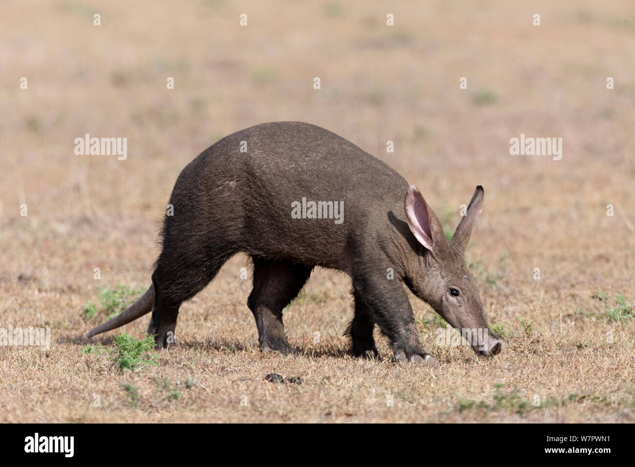 Aardvark (Orycteropus afer) Masai-Mara game reserve, Kenya Stock Photo