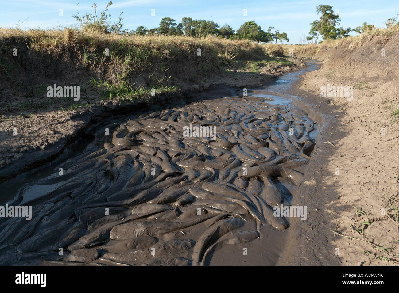 Catfish in  mud of a drying pond, during dry season, Masai-Mara game reserve, Kenya, February Stock Photo