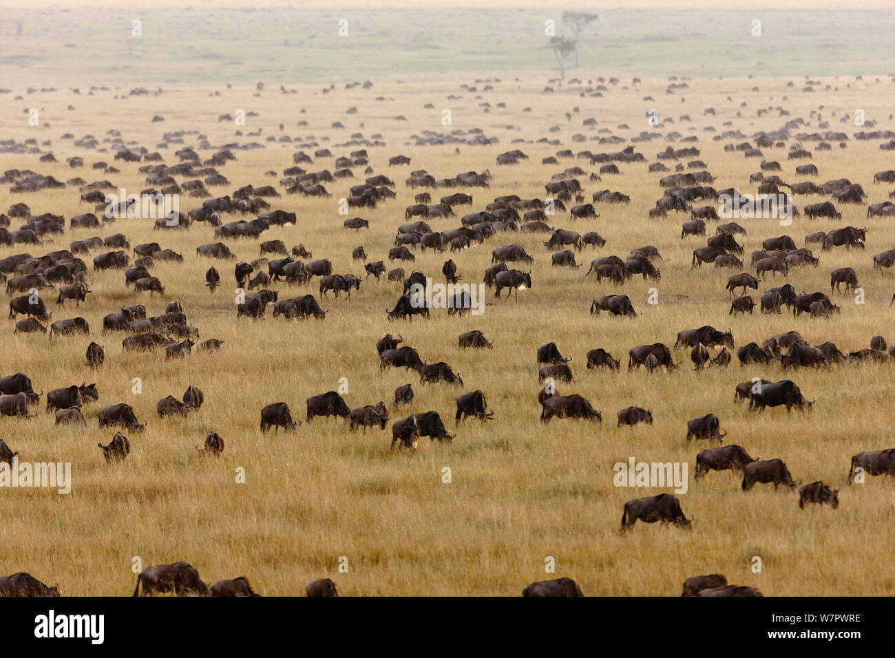 Wildebeest (Connochaetes taurinus) migrating herds, Masai-Mara game reserve, Kenya Stock Photo