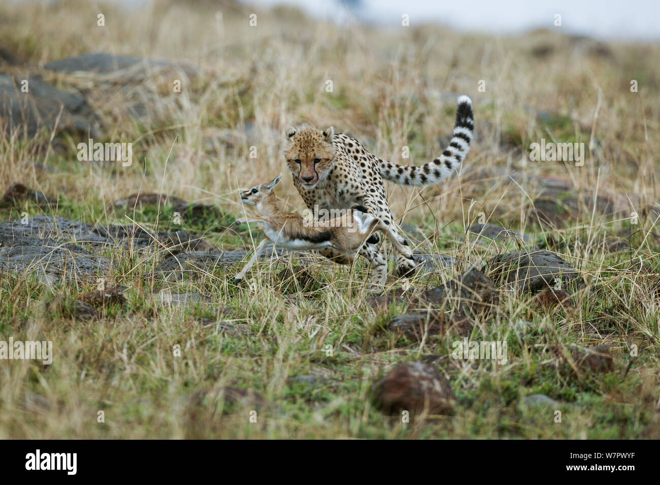 Cheetah (Acinonyx jubatus) hunting young Thomson's gazelle (Eudorcas ...