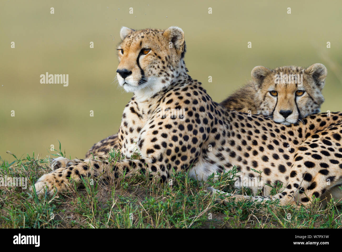 Cheetah (Acinonyx jubatus) mother and cub, Masai-Mara Game Reserve, Kenya. Vulnerable species. Stock Photo