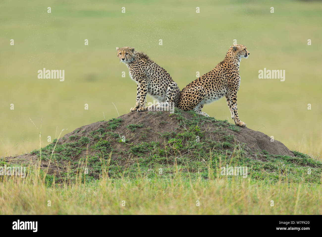 Cheetah (Acinonyx jubatus)  mother and cub keeping lookout from mound, Masai-Mara Game Reserve, Kenya. Vulnerable species. Stock Photo