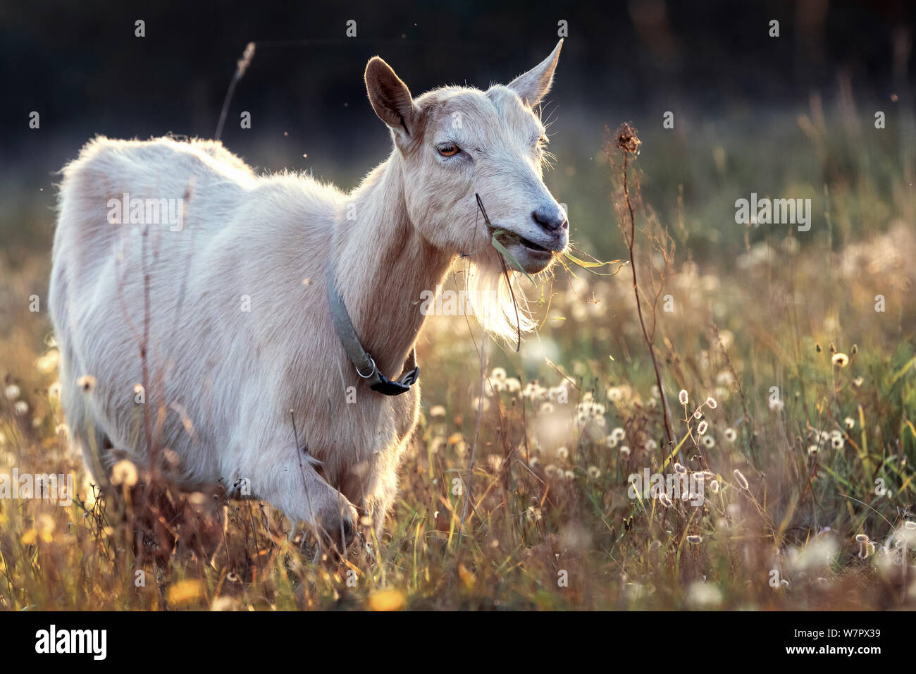 Nice goat in golden meadow eats green grass Stock Photo