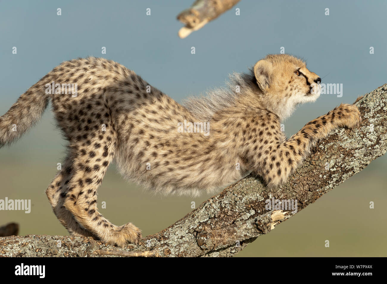 Cheetahs climbing hires stock photography and images Alamy