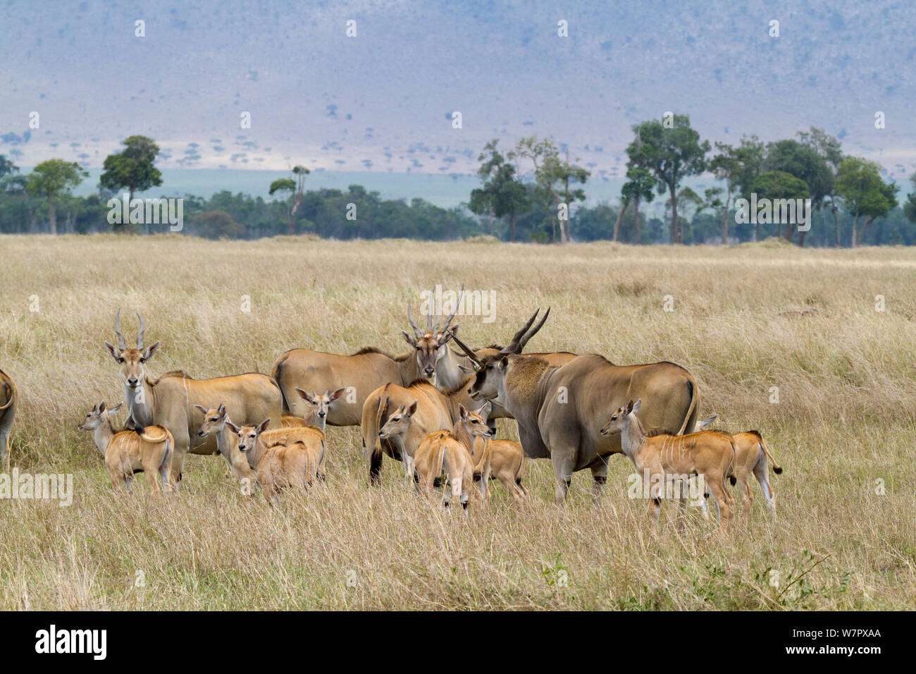 Cape eland (Taurotragus oryx) herd. Masai-Mara game reserve, Kenya ...