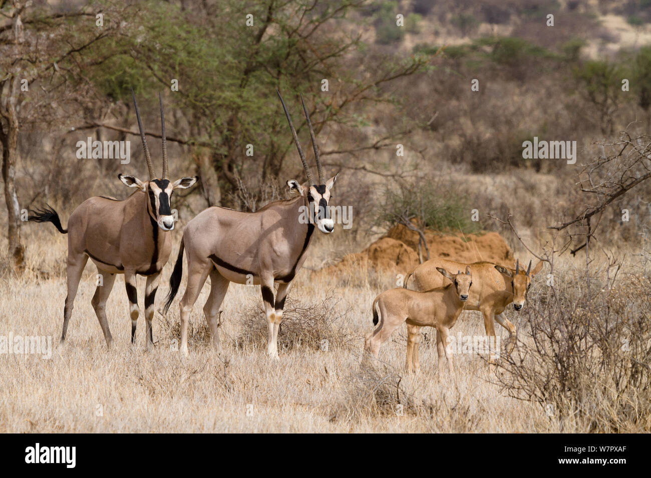 Beisa oryx (Oryx beisa) adults and calves, Samburu game reserve, kenya Stock Photo