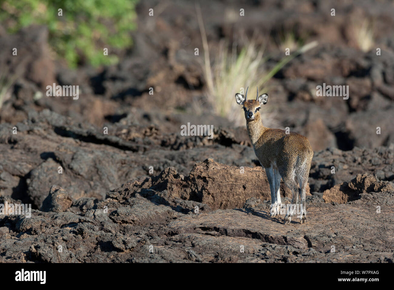 Klipspringer (Oreotragus oreotragus) on lava, Chyulu hills, Tsavo West National park, Kenya Stock Photo
