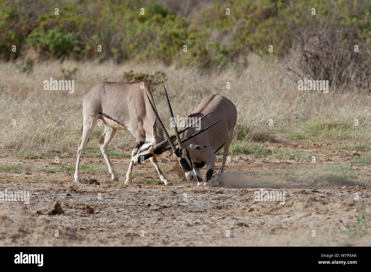 Beisa oryx (Oryx beisa) males fighting, Samburu game reserve, kenya Stock Photo